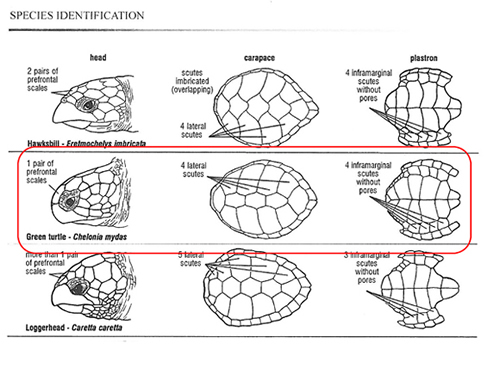 Identification Key Green Sea Turtle